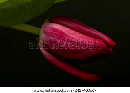 Violet tulip flower with beautiful blossom and green leaf and black dark background