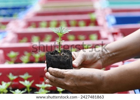 Hand holding young Calendula or Marigold tree on soil background for planting in garden. Planting trees to reduce global warming, World Environment Day Concept.