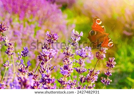 Peacock eye butterfly Meadow lavender background Selective focus shot bokeh Beautiful butterfly lavender flowers Screen saver postcard illustration covers postcard banner poster Sun rays shining