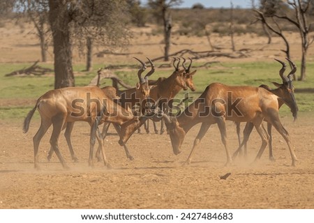 Red hartebeest, Cape hartebeest or Caama - Alcelaphus buselaphus caama fighting and running in dust. Photo from Kgalagadi Transfrontier Park in South Africa. Royalty-Free Stock Photo #2427484683