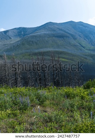 Wildflowers grow under burned trees, Waterton Lakes National Park, Alberta, AB Canada