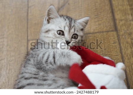 A small gray kitten is playing with a Christmas white bear. close-up. view from above