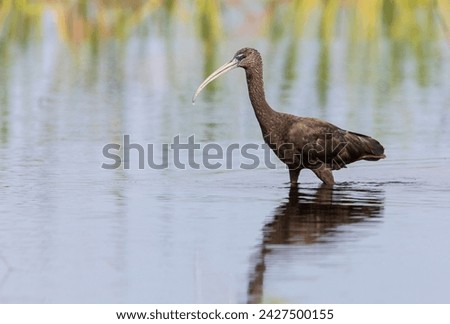 Glossy ibis (Plegadis falcinellus) standing in marsh field at lake Kissimmee, Florida, USA Royalty-Free Stock Photo #2427500155