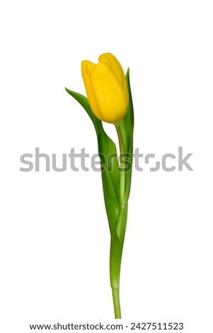 Single Yellow tulip flower isolated on white background with clipping path, side view. Beautiful yellow tulip flower on stem with leaves. Natural design element to 8th march, mother's day, birthday