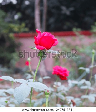 A beautiful rose blooms in the flower garden.