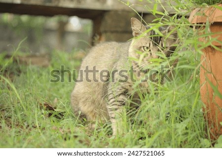 cute cat playing outdoor behind grass