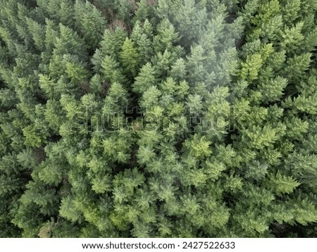 Seen from a bird's eye view, a thick forest of Douglas fir trees thrives in Molalla River Valley, Oregon. Oregon, and the Pacific Northwest in general, is known for its vast forest resources. Royalty-Free Stock Photo #2427522633