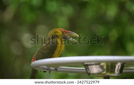 Close up of Saffron Toucanet (Pteroglossus bailloni) in the park, It is a species of bird in the family Ramphastidae found in the Atlantic Forest in far north-eastern Argentina.