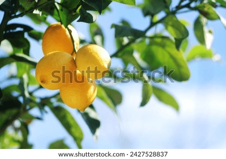 yellow lemons hanging on branch Royalty-Free Stock Photo #2427528837