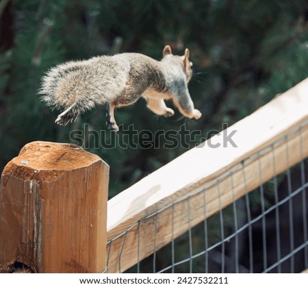 Squirrel leaping from a bird feeder and captured in a photo getting away as fast as he can in colorful Colorado USA 