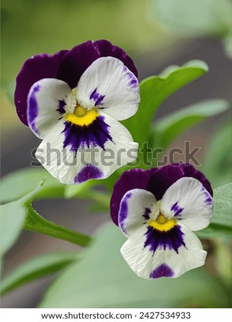 Two Pansy, Viola tricolor (heartsease) flowers with a white base, Pansy with purple spots, yellow around the pistil and purple on the bottom petals, in a garden