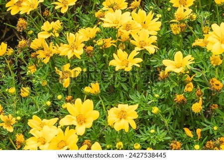 It is view of Bidens ferulifolia. This is burr marigolds. Its photo of yellow plant in garden. It's view of meadow of orange flower.