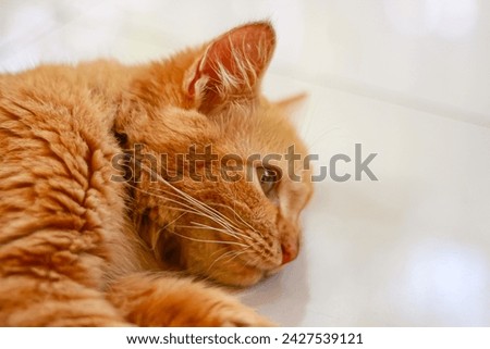 photo of an orange cat lying on the floor With blurred background.