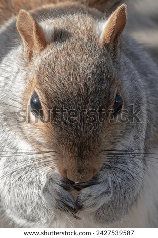 A Gray Squirrel poses on the deck                               