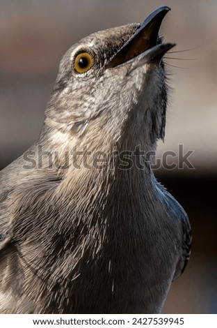 A Northern Mockingbird on a high perch