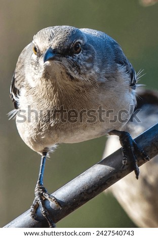 A Northern Mockingbird on a high perch
