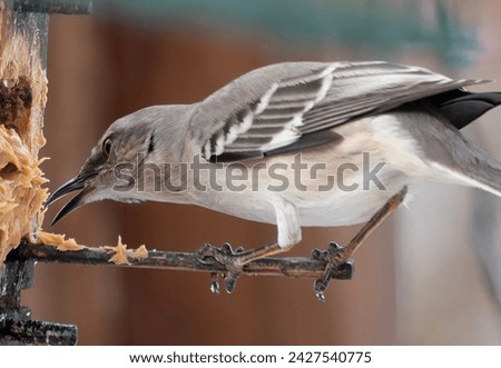 A Northern Mockingbird on a peanut butter bird feeder                               