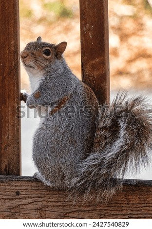 A Gray Squirrel poses on the deck                               
