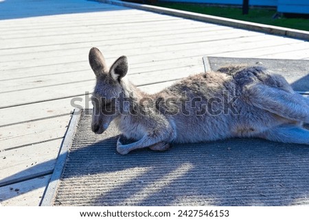 Kangaroo on grass, Moonlit sanctuary, Melbourne, Australia