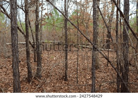 Beautiful Pictures depicting the Alabama woodland.