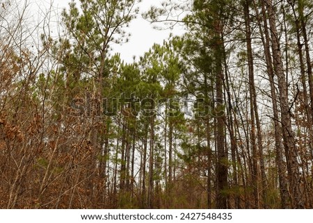 Beautiful Pictures depicting the Alabama woodland.