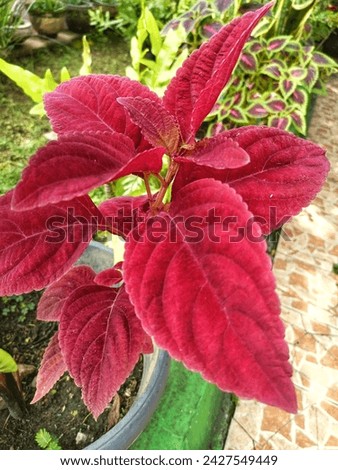 miana, lier or coleus look beautiful with their leaves with a dark purplish red and bright color Royalty-Free Stock Photo #2427549449