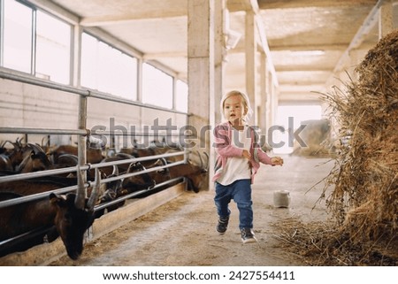Little girl runs through the farm between rows of goat pens