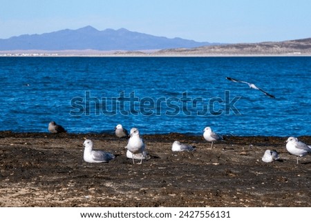 A flock of seagulls on a rocky beach.  Bahía la Choya, Sonora, México. 