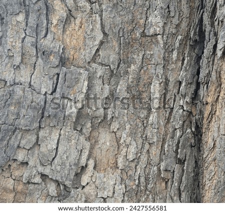 Old tree texture. Bark pattern, For background wood work, Bark of brown hardwood, thick bark hardwood, residential house wood. nature, tree, bark, hardwood, trunk, tree , tree trunk close up texture Royalty-Free Stock Photo #2427556581