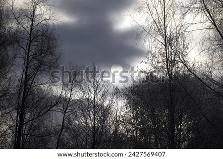 Full moon in overcast sky, surrounded by a dense canopy of trees with intertwining branches. The moon's luminosity contrasts sharply with the dark silhouettes of the trees Royalty-Free Stock Photo #2427569407