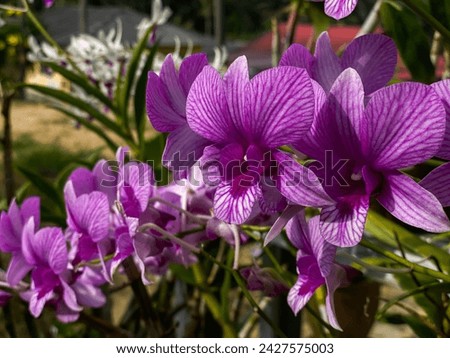 A close up of a bunch of an orchid flower