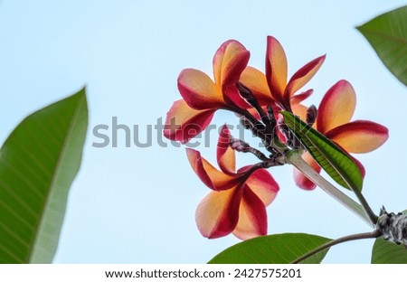 A close up of a blooming tropical flowers