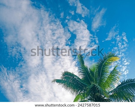 coconut trees towering under the beer sky