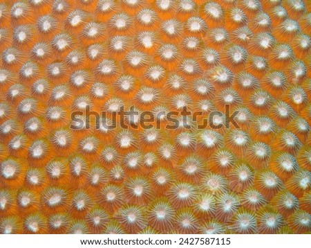 Detail of hard coral reef. Coral detail, macro picture. Reef underwater, marine life scuba diving close-up photography. Texture picture or scientific background.