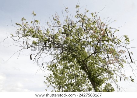 Trengguli Wanggang or Cassia javanica, is a species of flowering tree in the Fabaceae family native to Southeast Asia, which has been disseminated to many other tropical regions of the world. Royalty-Free Stock Photo #2427588167