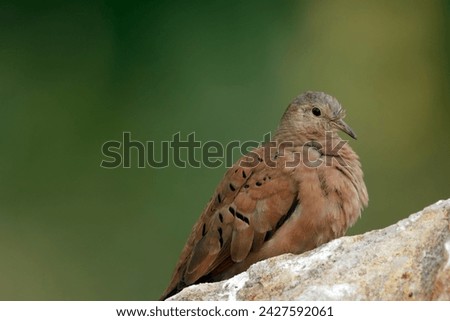 Male Ruddy ground dove is resting on the rock in warm summer day, background of green foliage.