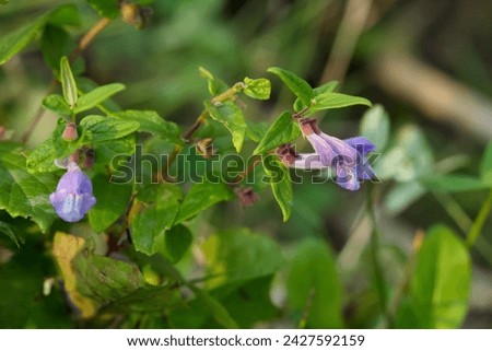Cute purple little wild flowers of Scutellaria galericulata (marsh skullcap or hooded skullcap) with green foliage growing in the wetland.