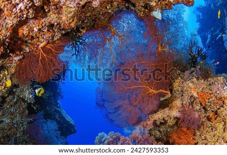 Underwater coral reef. The beauty of the underwater world of corals. Coral reef underwater. Underwater world view