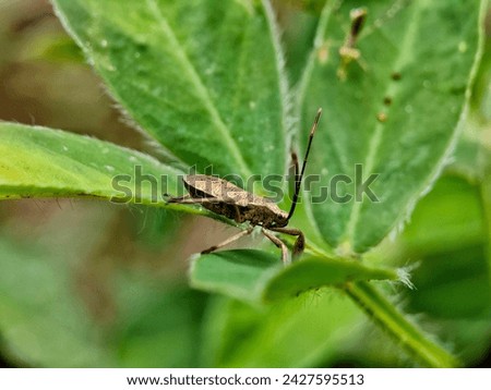 an insect which is a plant pest wanders around looking for food