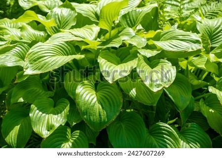 Experience the beauty of nature with this vibrant green hosta leaf. Radiate life and freshness with works of nature. Fall in love with the intricate details and shades of green. Nature is art. Royalty-Free Stock Photo #2427607269
