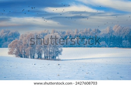 Calm winter morning surrounded by trees and grass. The beauty of nature in the early morning light. Serene landscape with frost-covered trees and green grass.