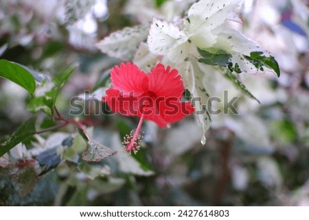 Plants with white leaves and red flowers.