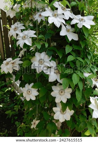White flowering Clematis, Miss Bateman, climbing shrub growing through the branches of an old tree. Royalty-Free Stock Photo #2427615515