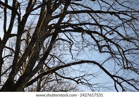 trees in winter season - branches in winter season - helo winter - hello february - hello january