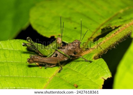 Grasshoppers mating on a leave in the Amazon rainforest in Ecuador.  I was suppressed by size and color difference. Probably camouflage leaves and branches. Picture was taken at night