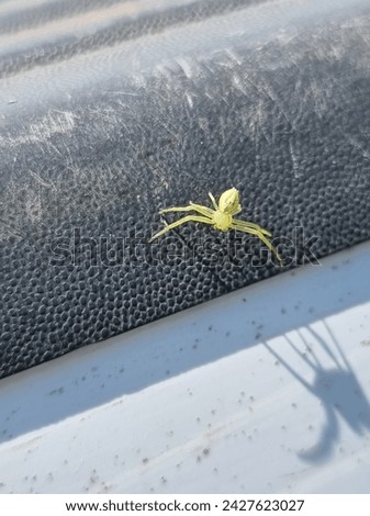 Green and small Itsy Bitsy Spider 