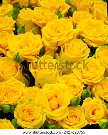 close up of yellow roses on the market. Bouquet of fresh yellow roses