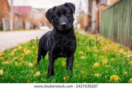 A black labrador is standing on green grass against a blurred street background. The puppy is four months old. He raises his head and looks straight ahead. Autumn. The photo is blurred.