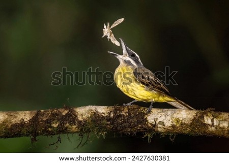 Golden-crowned Flycatcher eats moth. Picture taken early in the morning in the Ecuadorian cloud forest