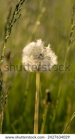 Fluffy dandelion early in the morning on green grass, bright sun